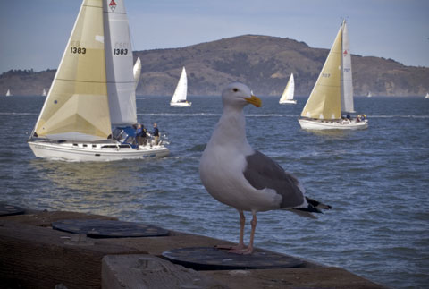 Gull with Catalina 34s