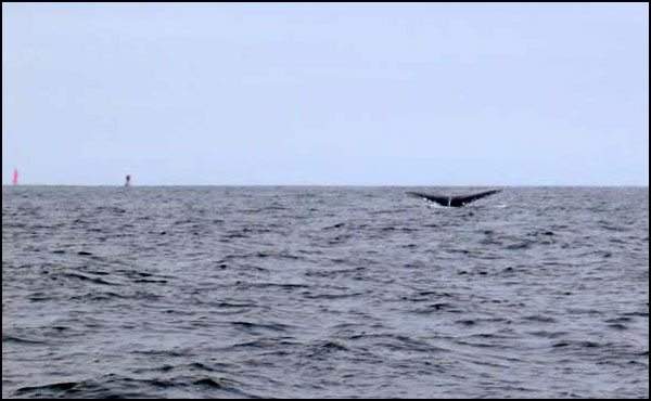 fluke