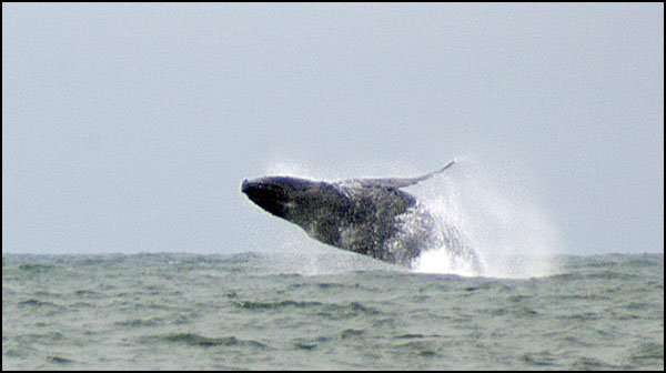 Humpback