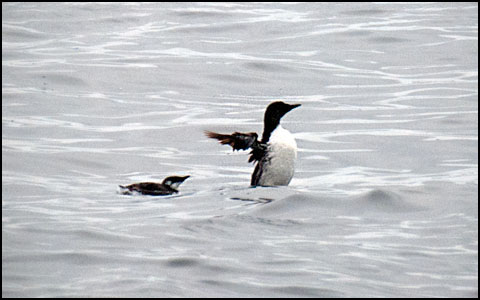 Murres