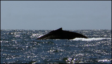 Humpback