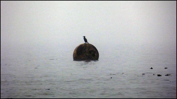 adrift on a tideline